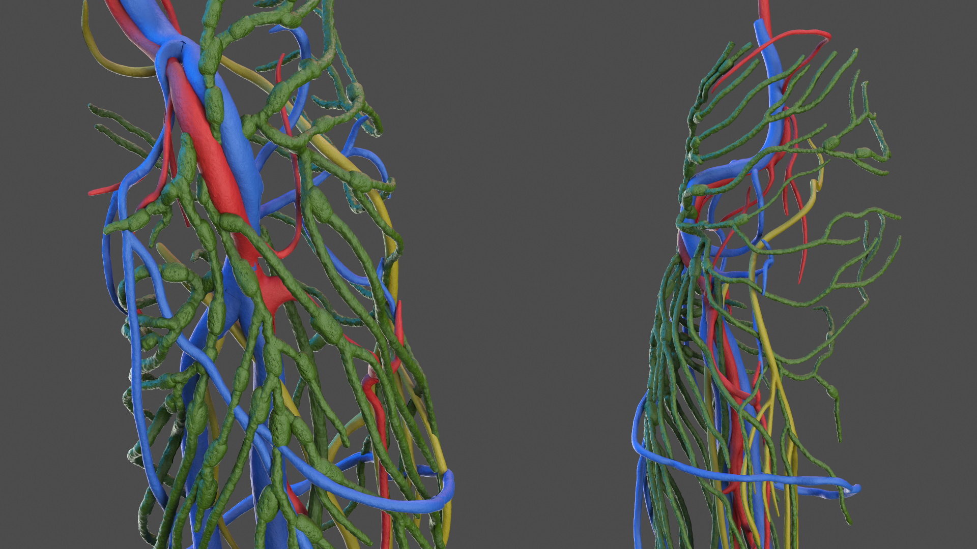 3D Leg Anatomy Asian Man