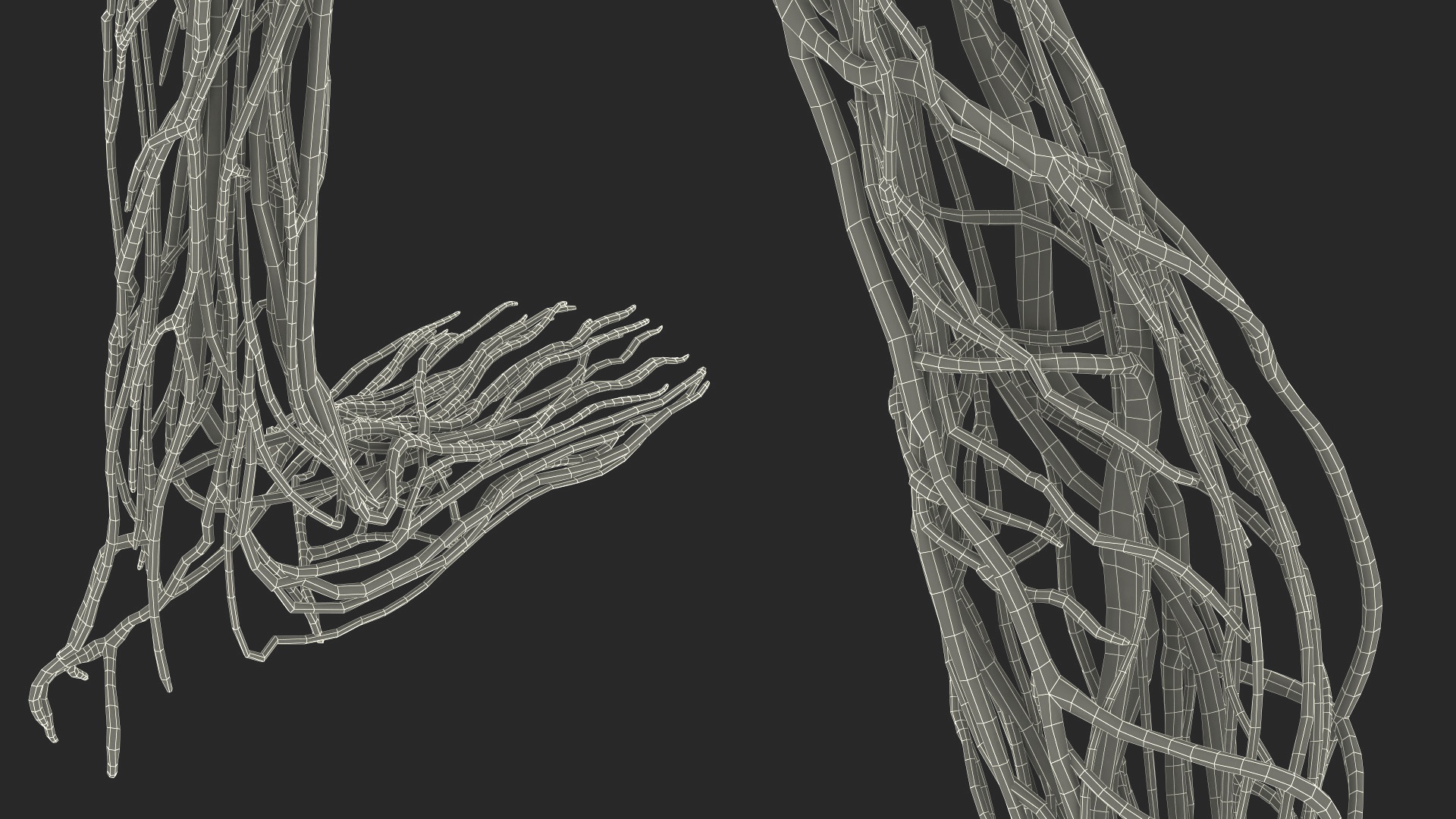 3D Leg Anatomy Asian Man