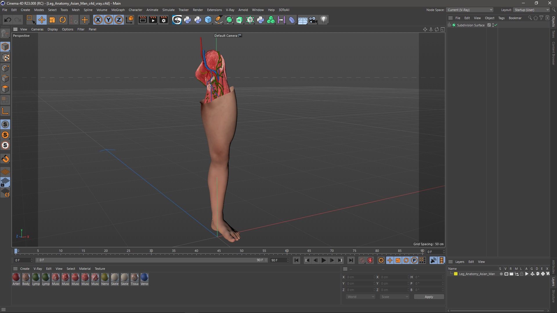 3D Leg Anatomy Asian Man