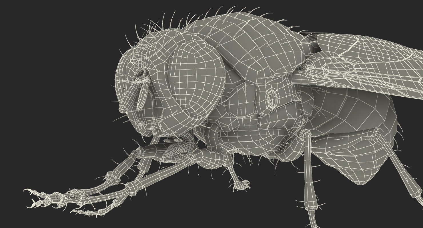 Fly Pose 2 with Fur 3D model