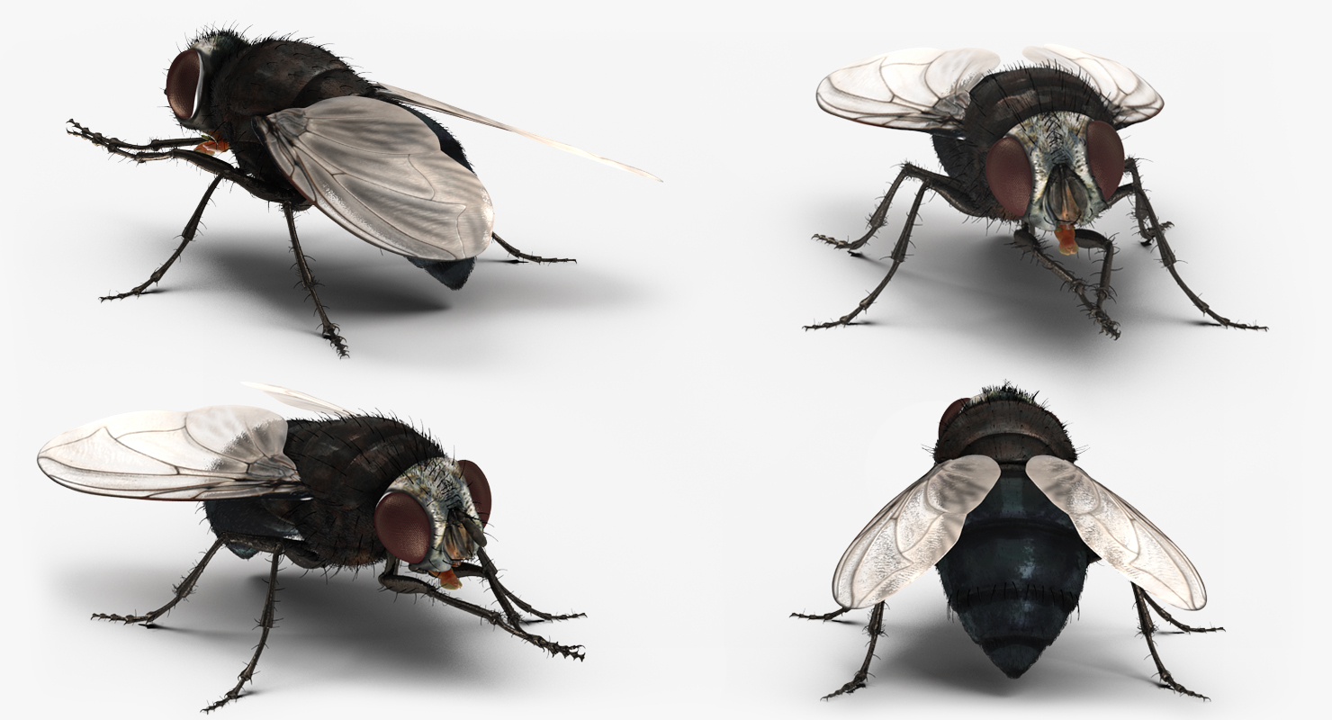 Fly Pose 2 with Fur 3D model