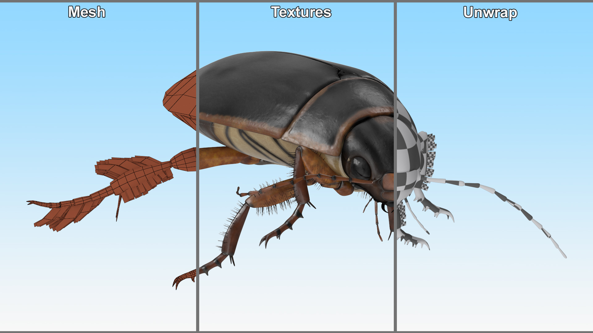 Water Insect Beetle Black Realistic Floating 3D model