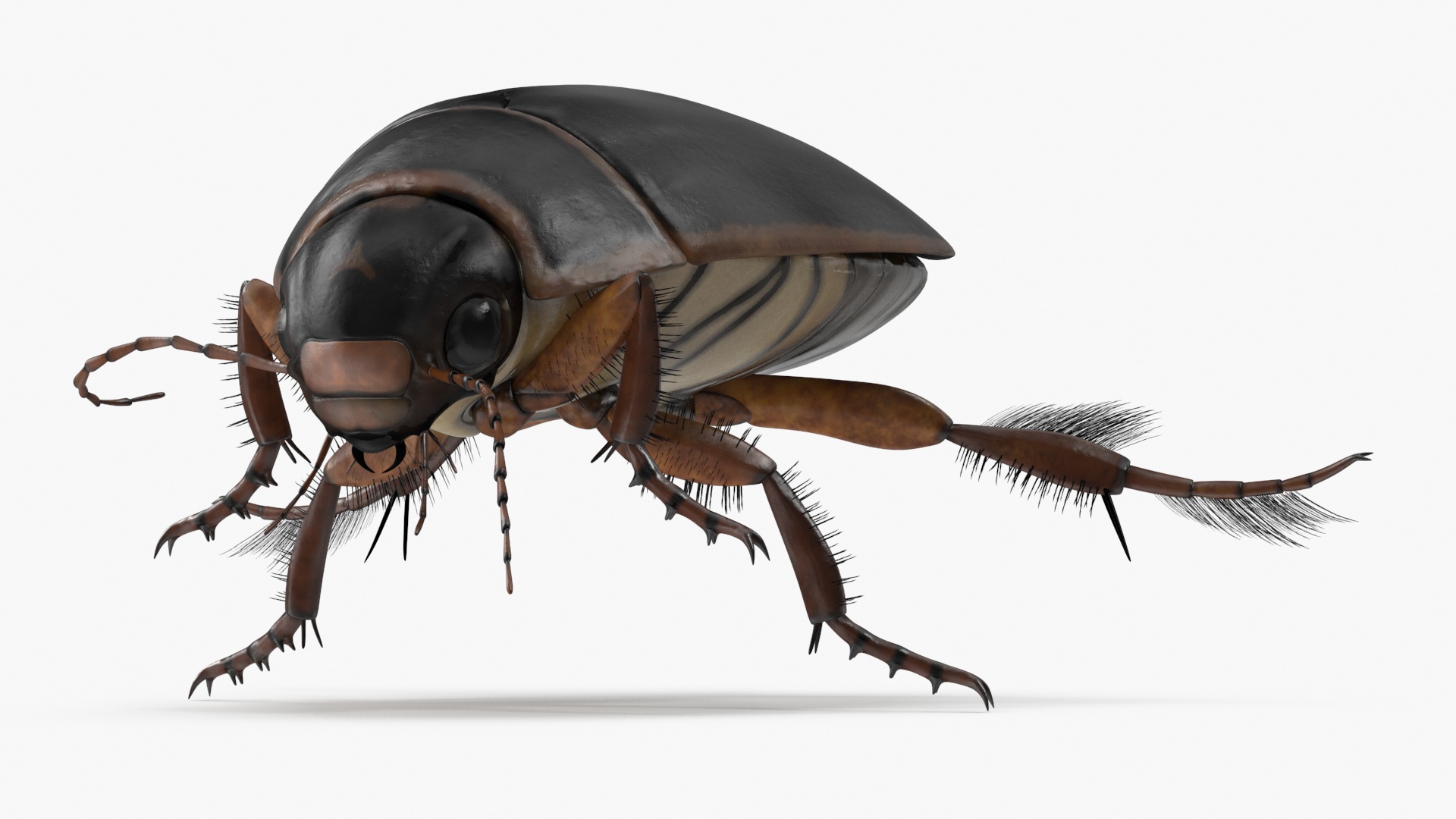 Water Insect Beetle Black Realistic Floating 3D model