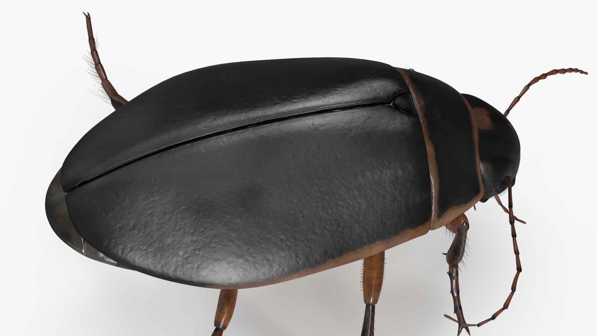 Water Insect Beetle Black Realistic Floating 3D model