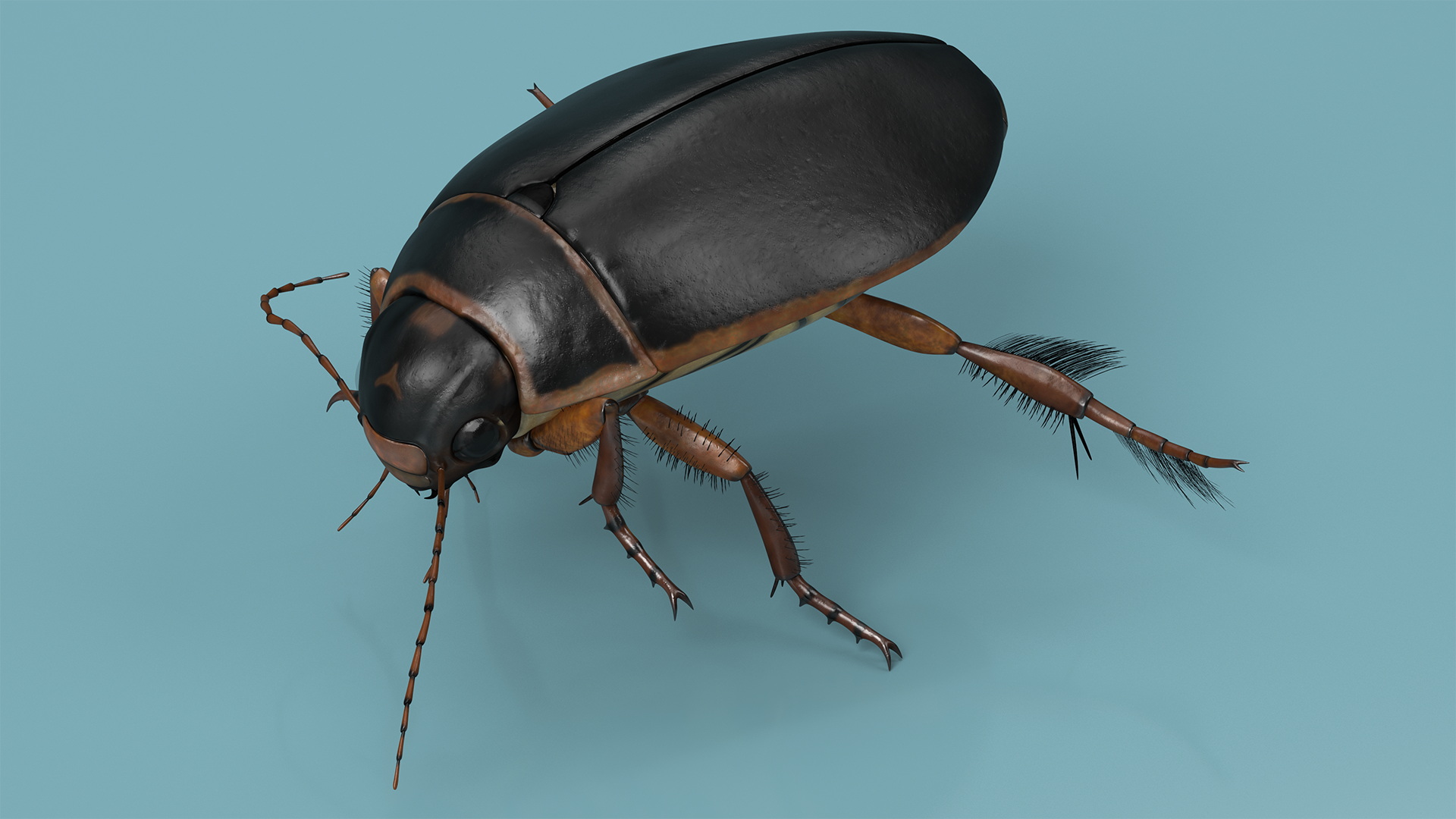 Water Insect Beetle Black Realistic Floating 3D model