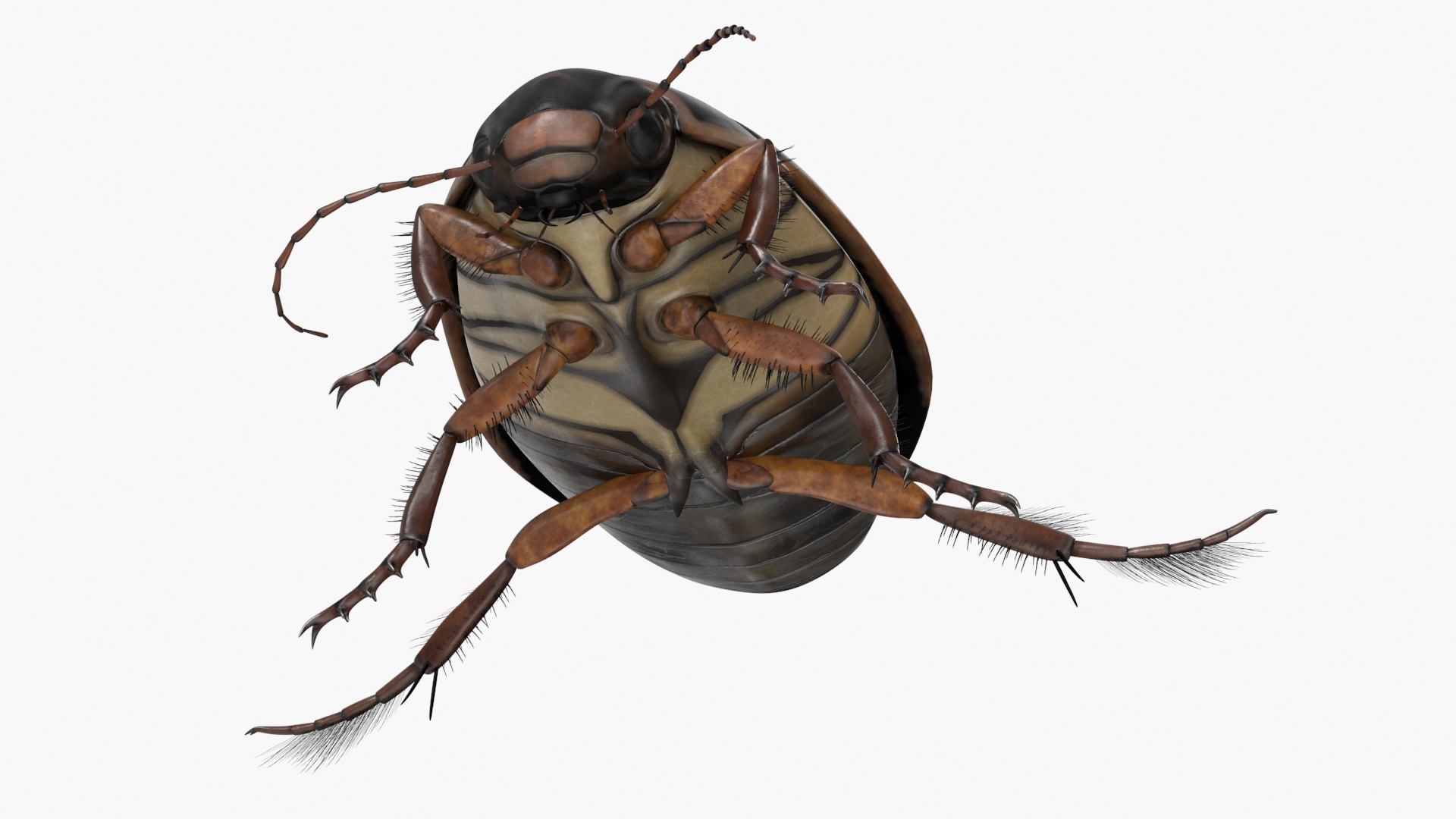 Water Insect Beetle Black Realistic Floating 3D model