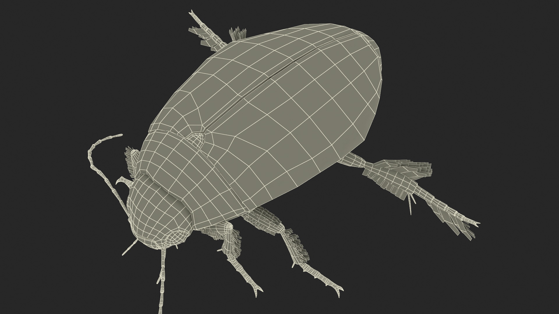 Water Insect Beetle Black Realistic Floating 3D model