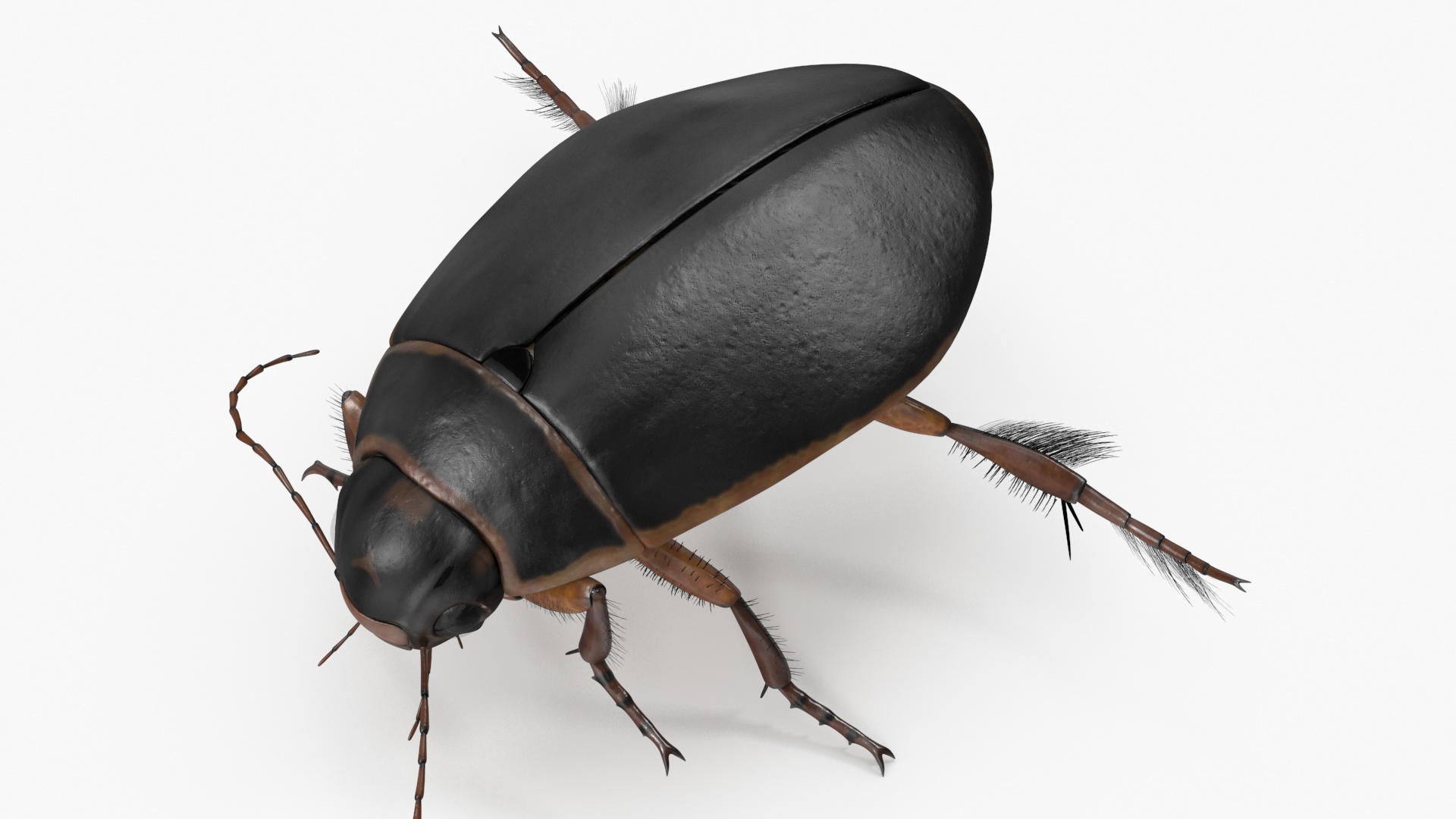 Water Insect Beetle Black Realistic Floating 3D model