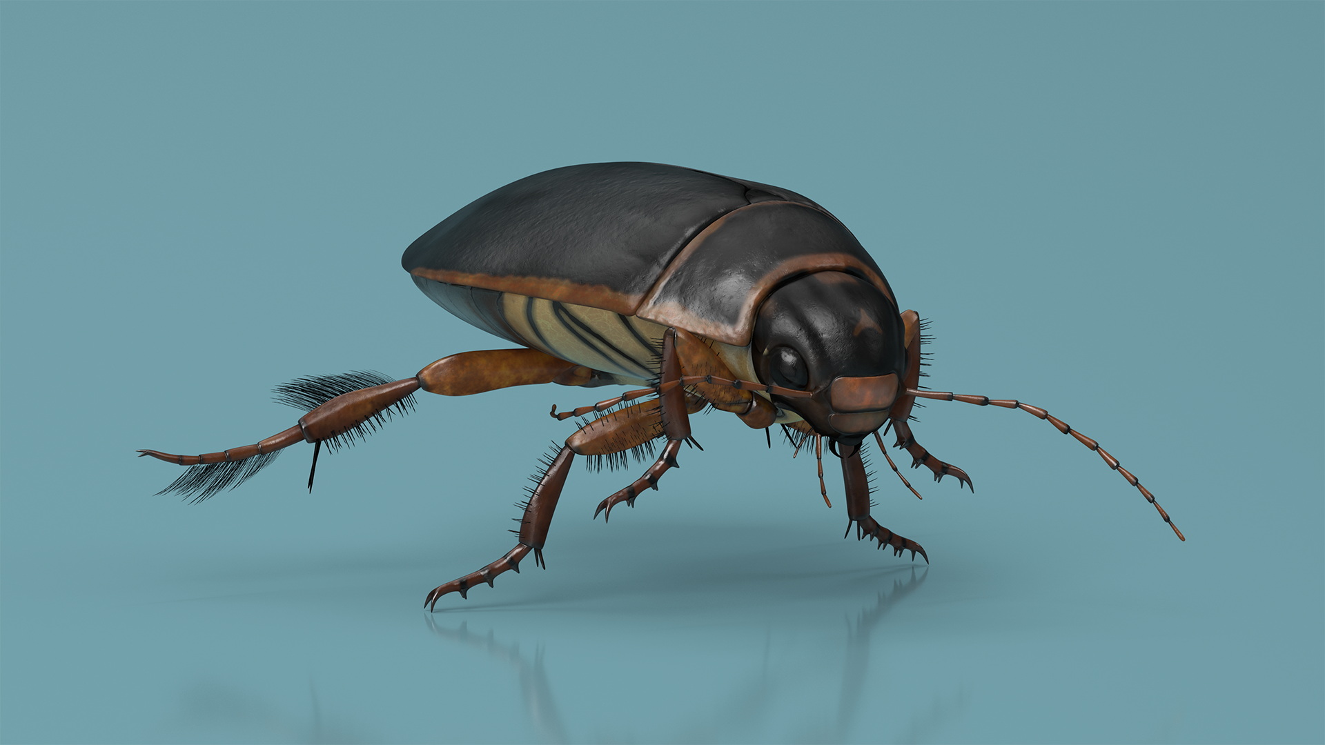 Water Insect Beetle Black Realistic Floating 3D model