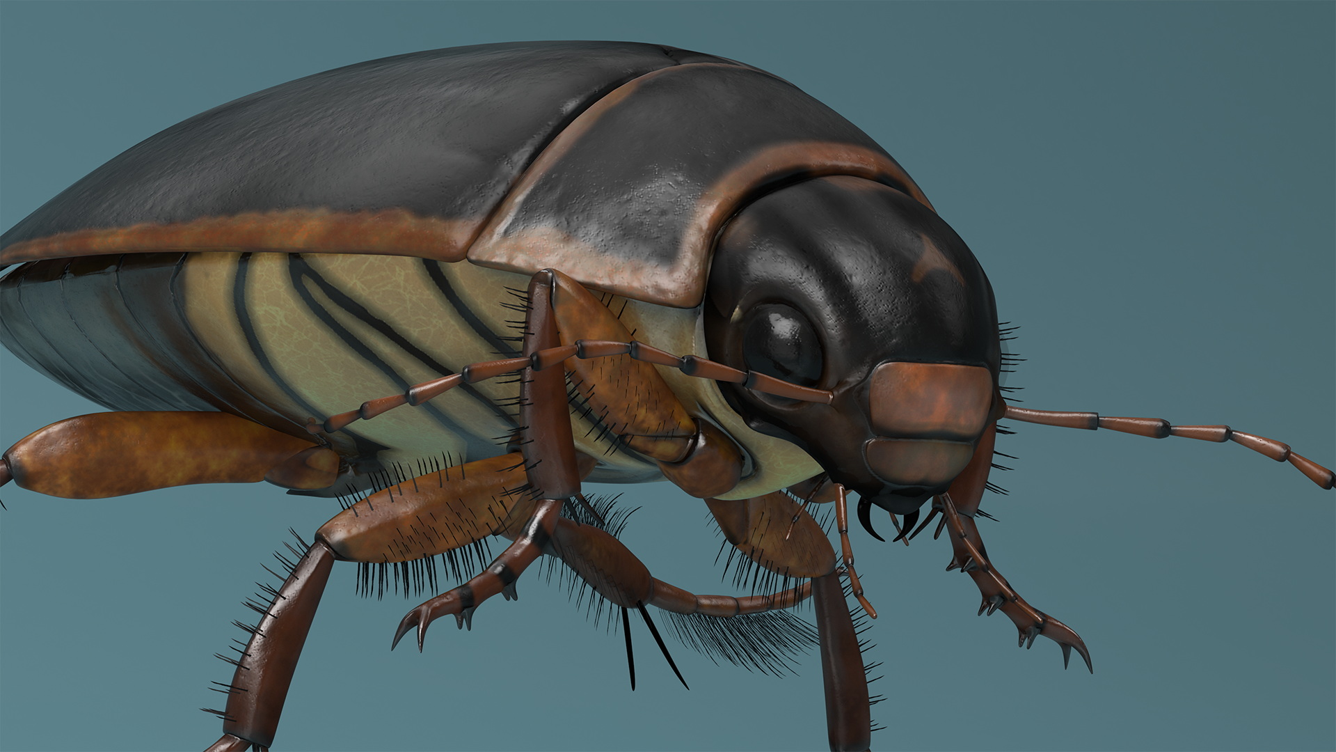 Water Insect Beetle Black Realistic Floating 3D model