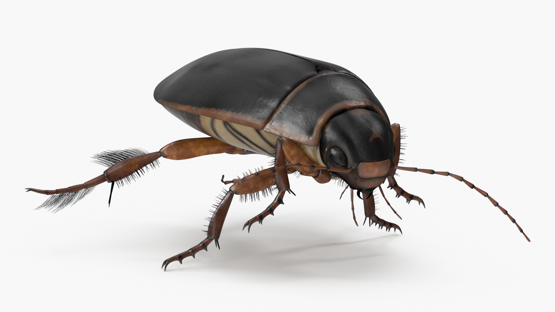 Water Insect Beetle Black Realistic Floating 3D model
