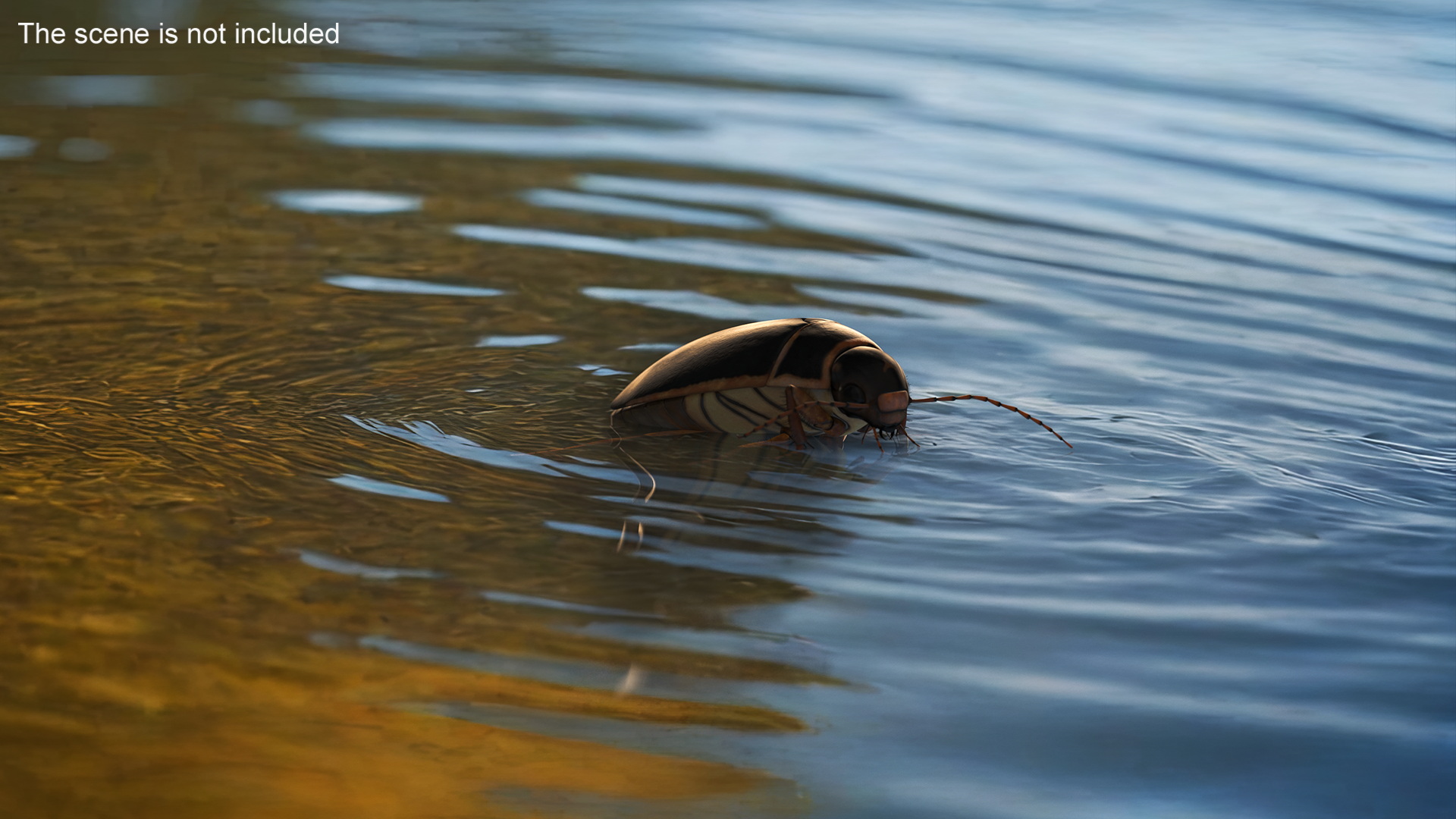 Water Insect Beetle Black Realistic Floating 3D model