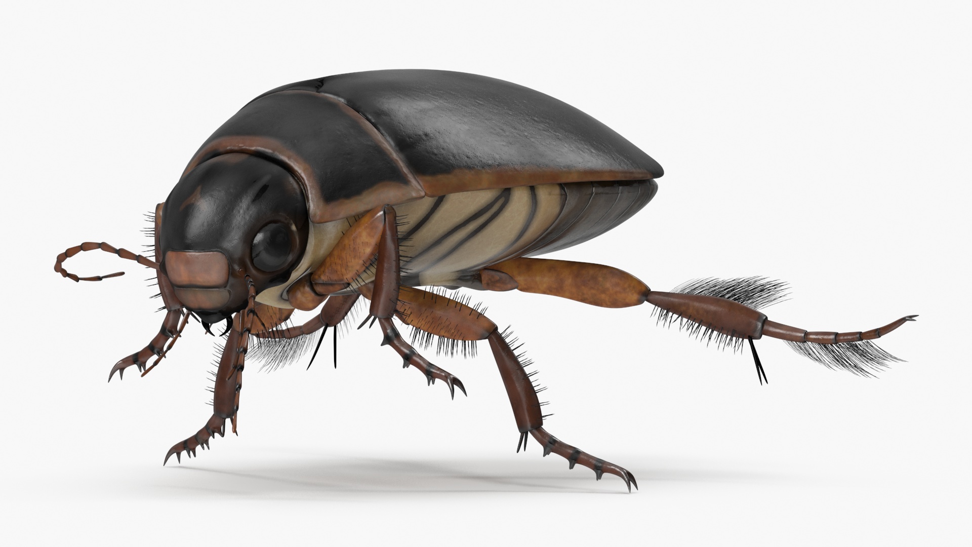 Water Insect Beetle Black Realistic Floating 3D model