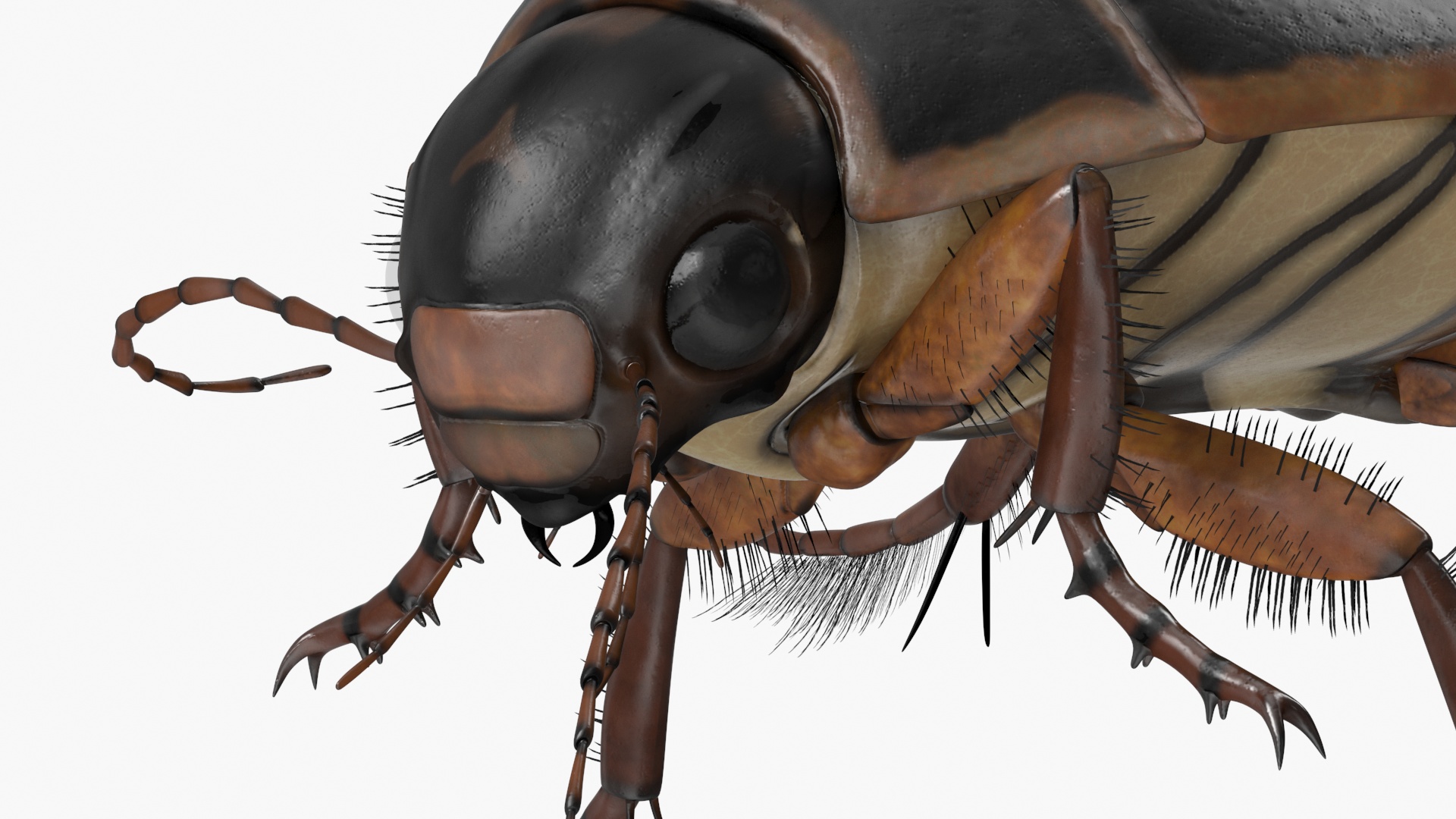 Water Insect Beetle Black Realistic Floating 3D model