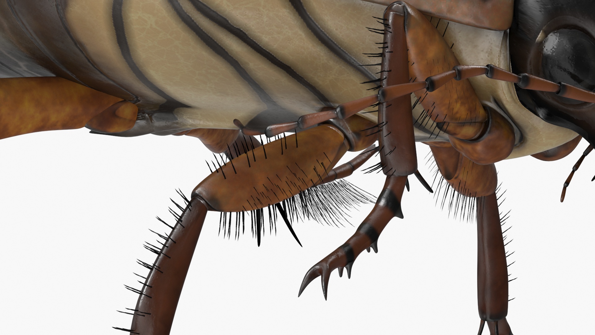 Water Insect Beetle Black Realistic Floating 3D model