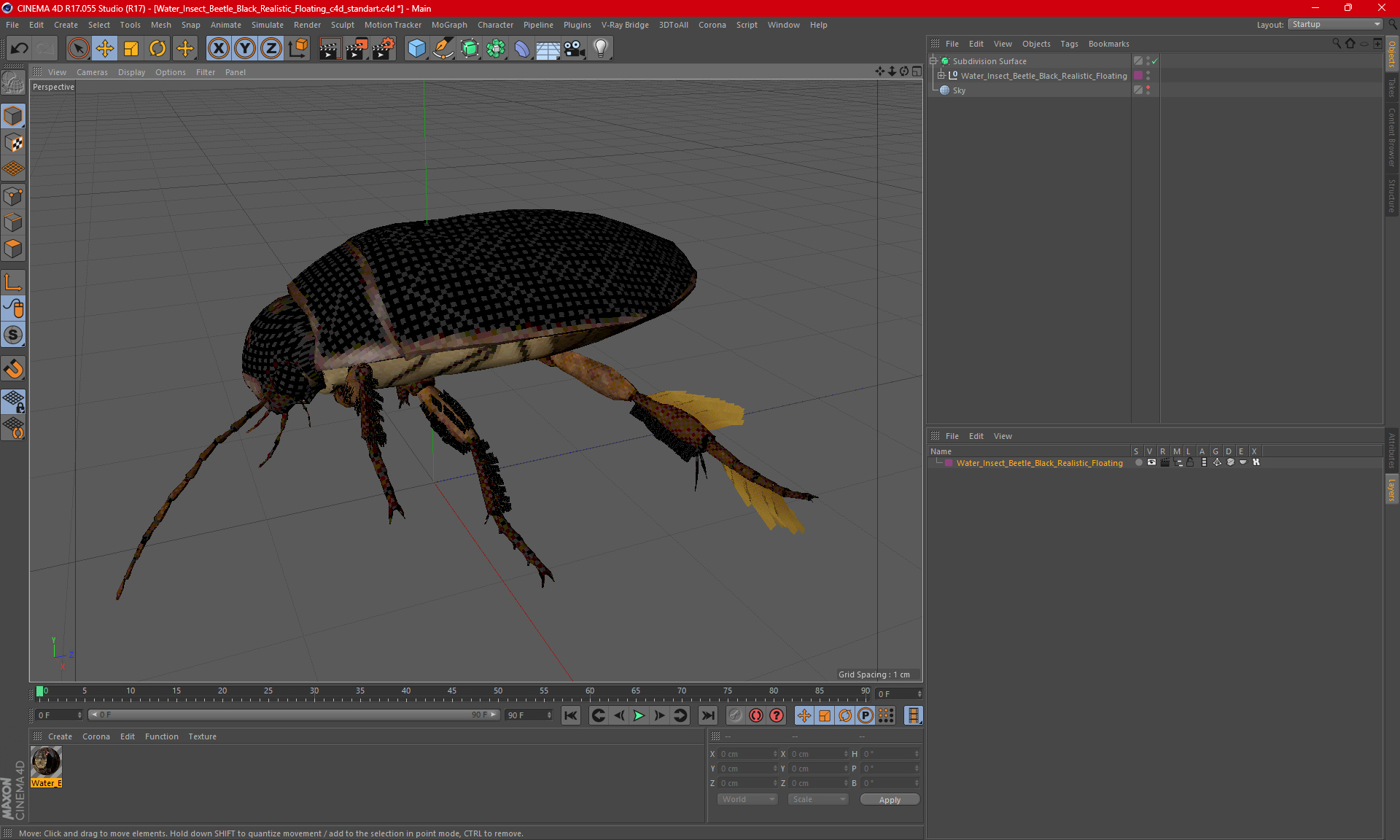 Water Insect Beetle Black Realistic Floating 3D model