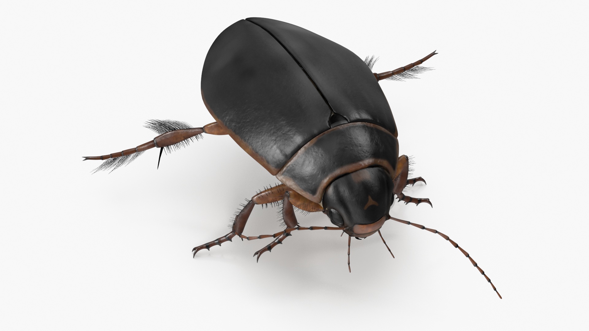 Water Insect Beetle Black Realistic Floating 3D model