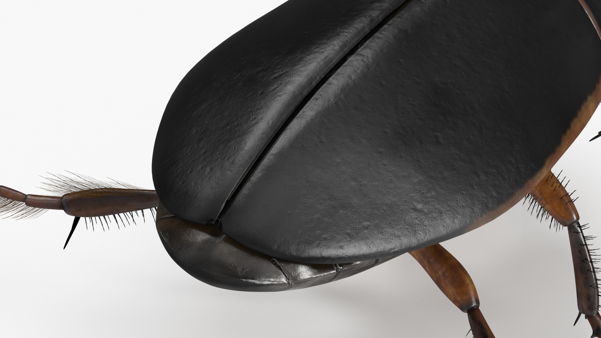 Water Insect Beetle Black Realistic Floating 3D model