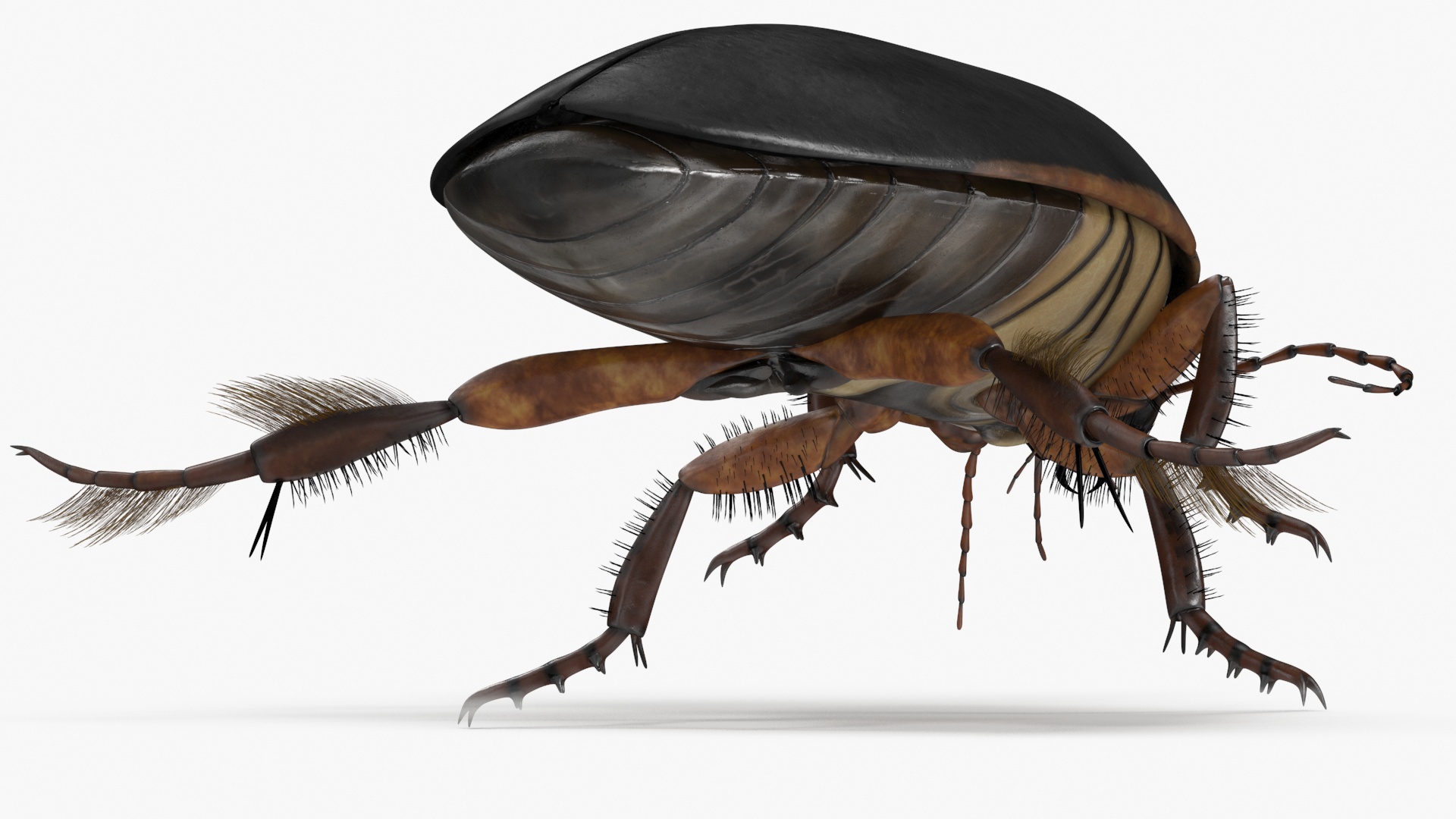 Water Insect Beetle Black Realistic Floating 3D model