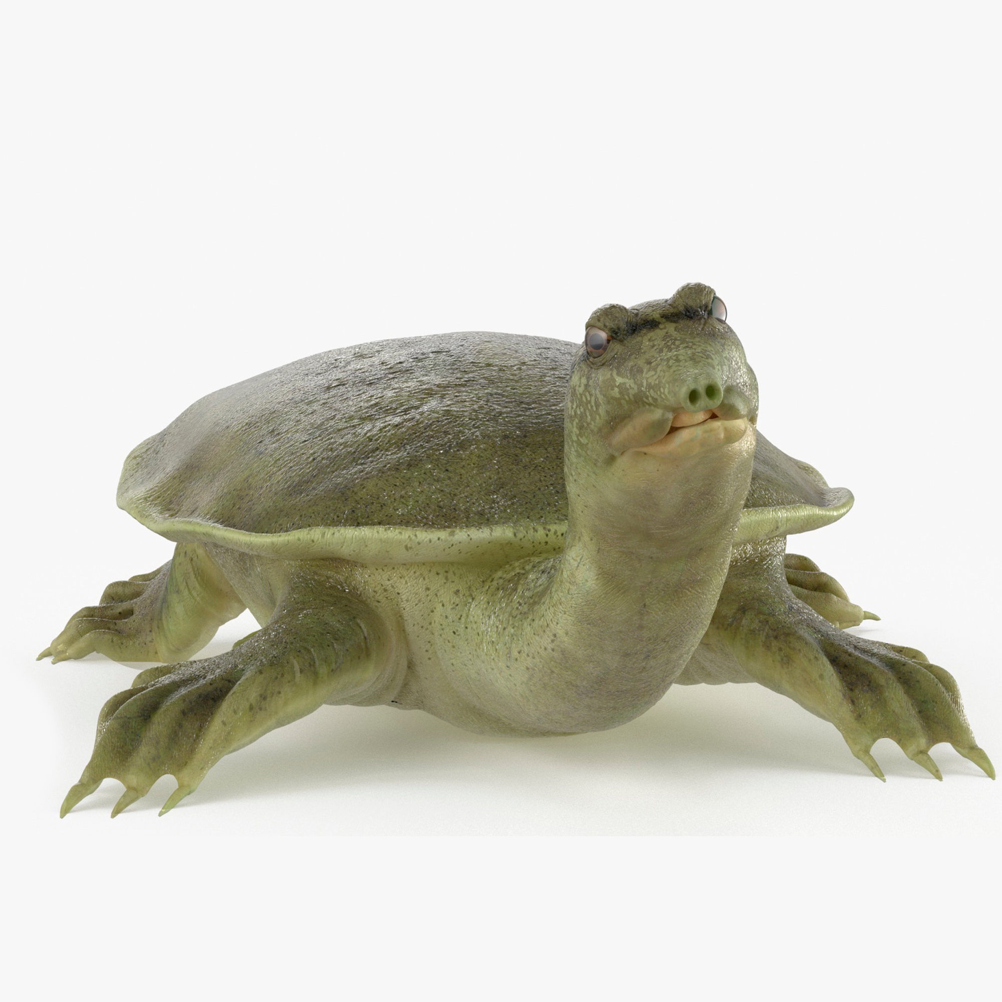 3D model Realistic Chinese Softshell Turtle Rigged for Maya