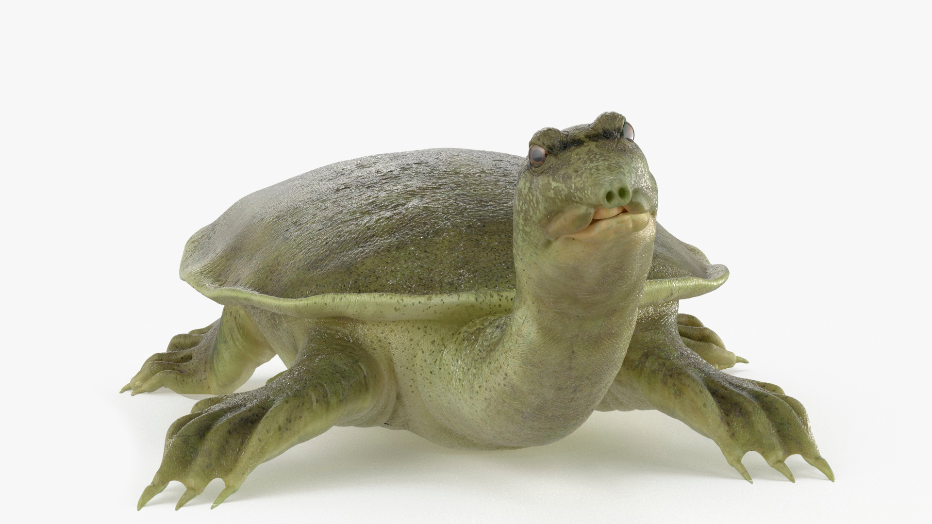 3D model Realistic Chinese Softshell Turtle Rigged for Maya