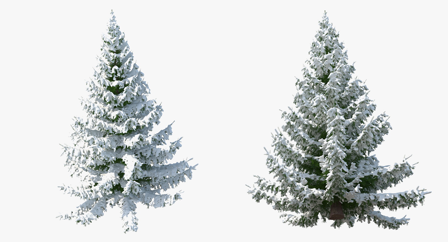 Spruce Tree Covered with Snow 3D model