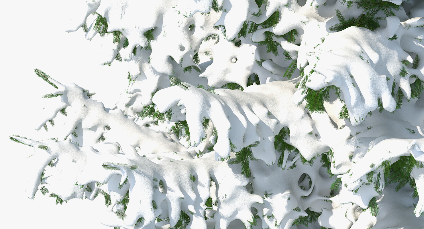 Spruce Tree Covered with Snow 3D model