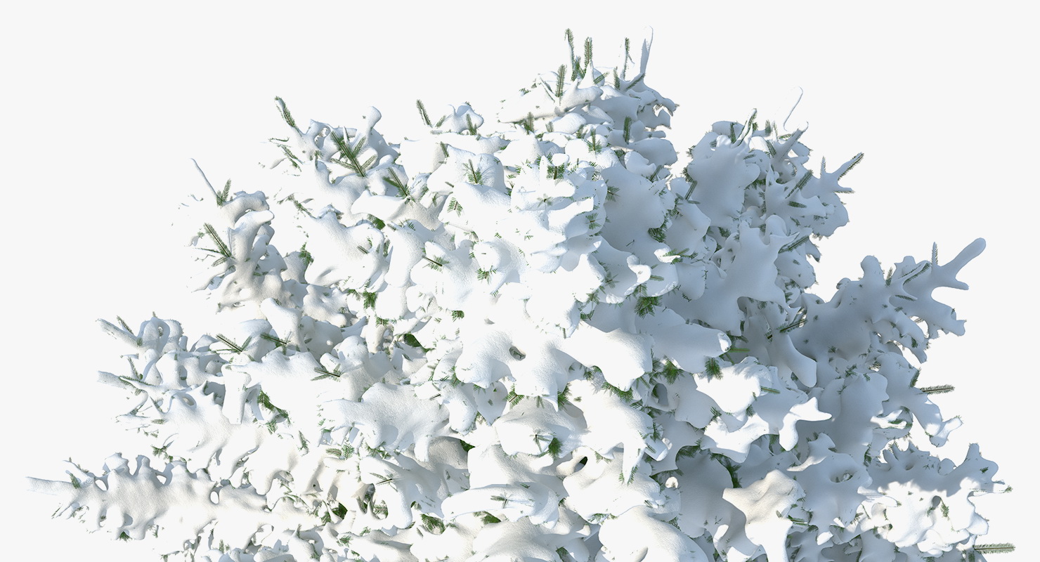 Spruce Tree Covered with Snow 3D model