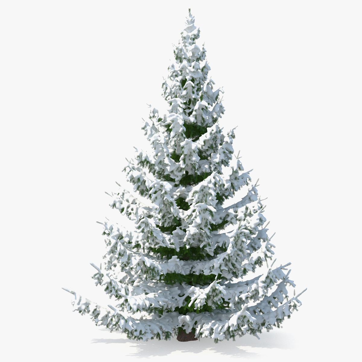 Spruce Tree Covered with Snow