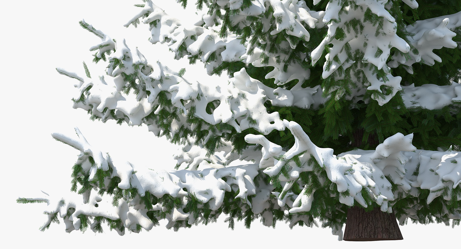 Spruce Tree Covered with Snow 3D model