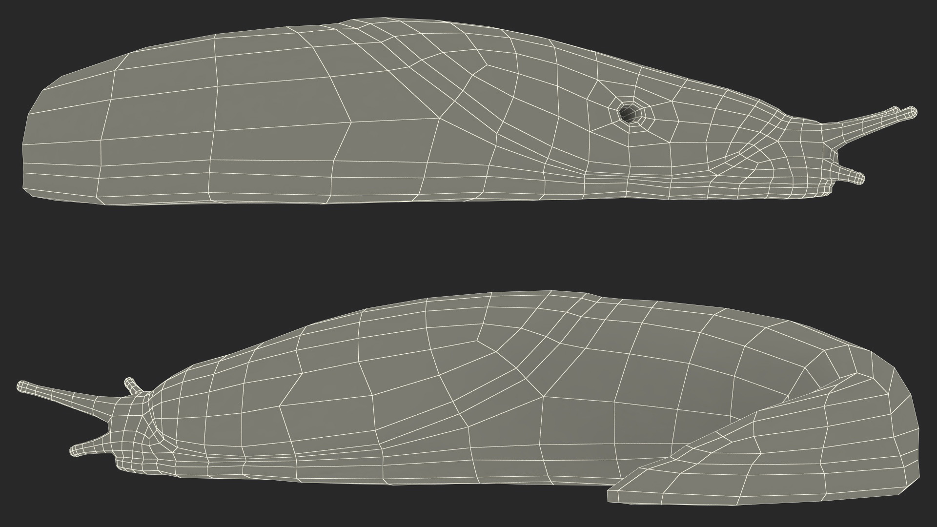 3D Slug Arion Lusitanicus Crawling
