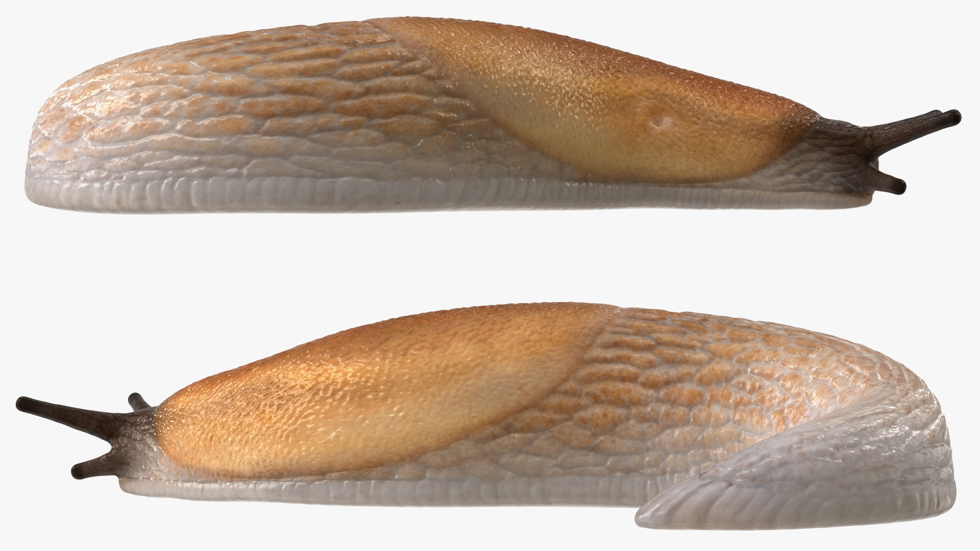 3D Slug Arion Lusitanicus Crawling