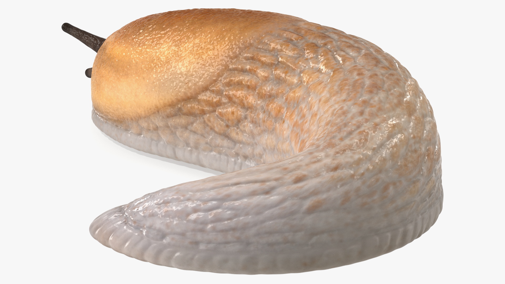 3D Slug Arion Lusitanicus Crawling