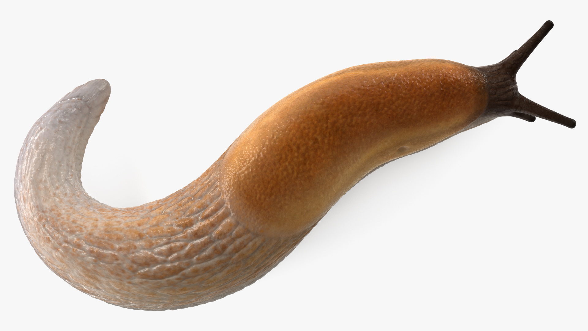 3D Slug Arion Lusitanicus Crawling