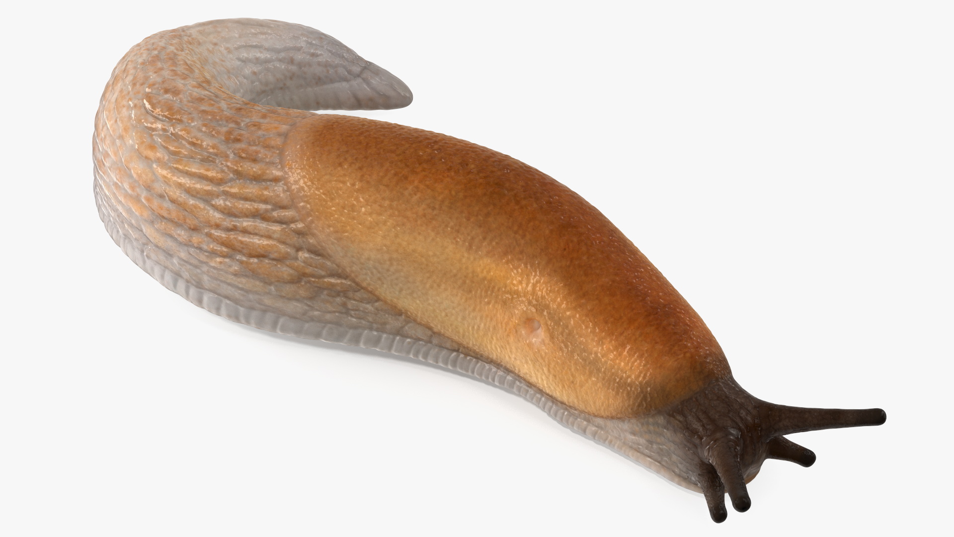 3D Slug Arion Lusitanicus Crawling