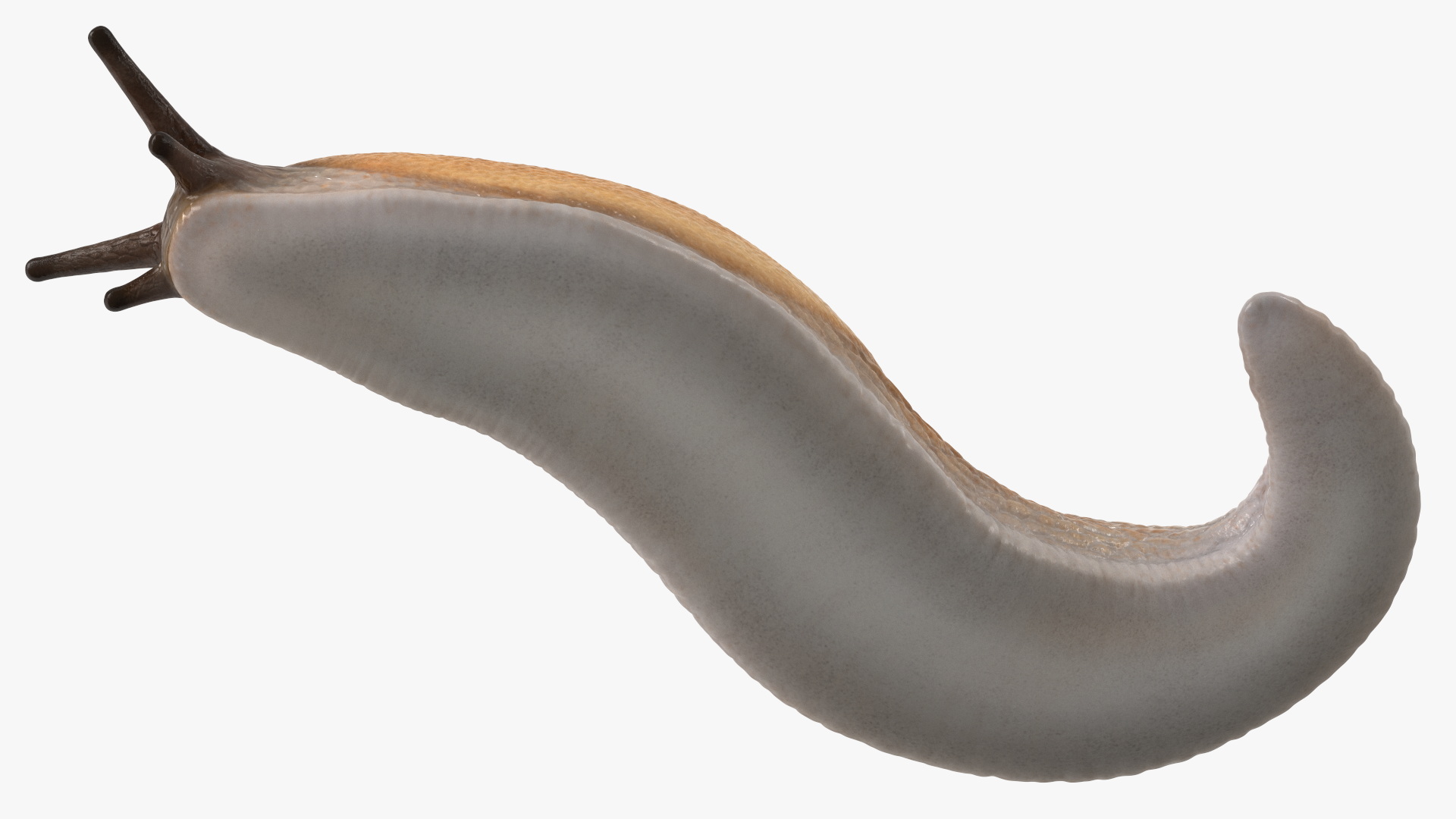 3D Slug Arion Lusitanicus Crawling