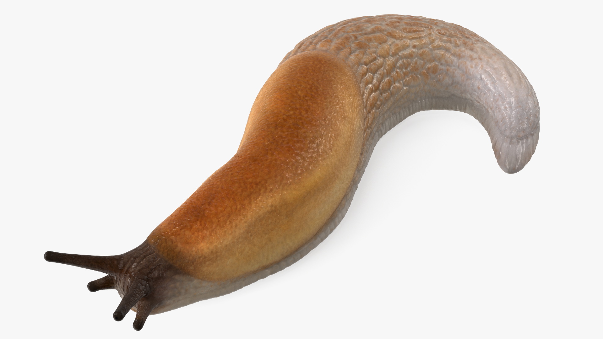 3D Slug Arion Lusitanicus Crawling