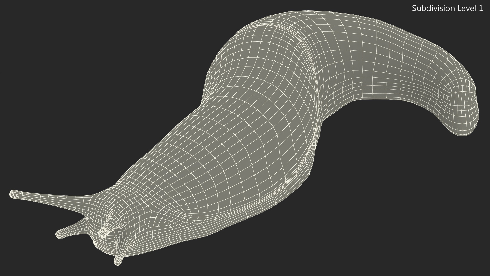3D Slug Arion Lusitanicus Crawling