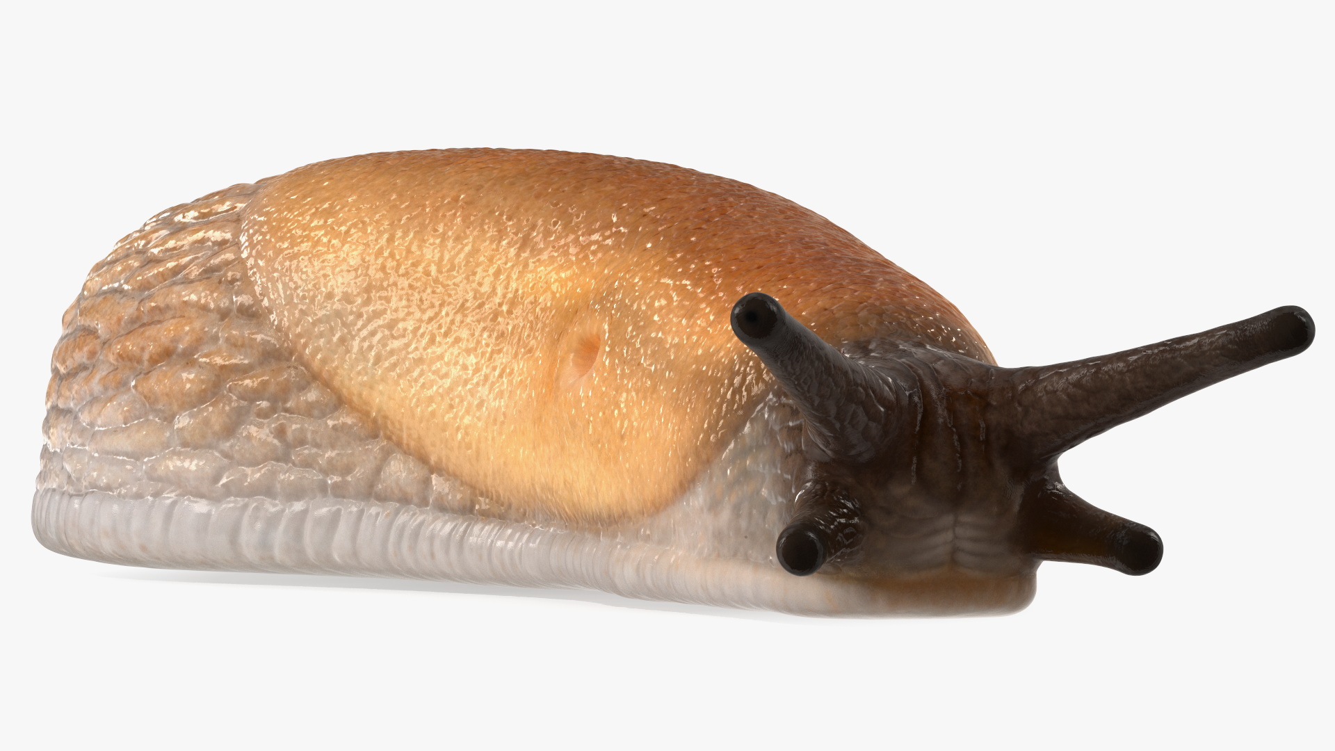 3D Slug Arion Lusitanicus Crawling