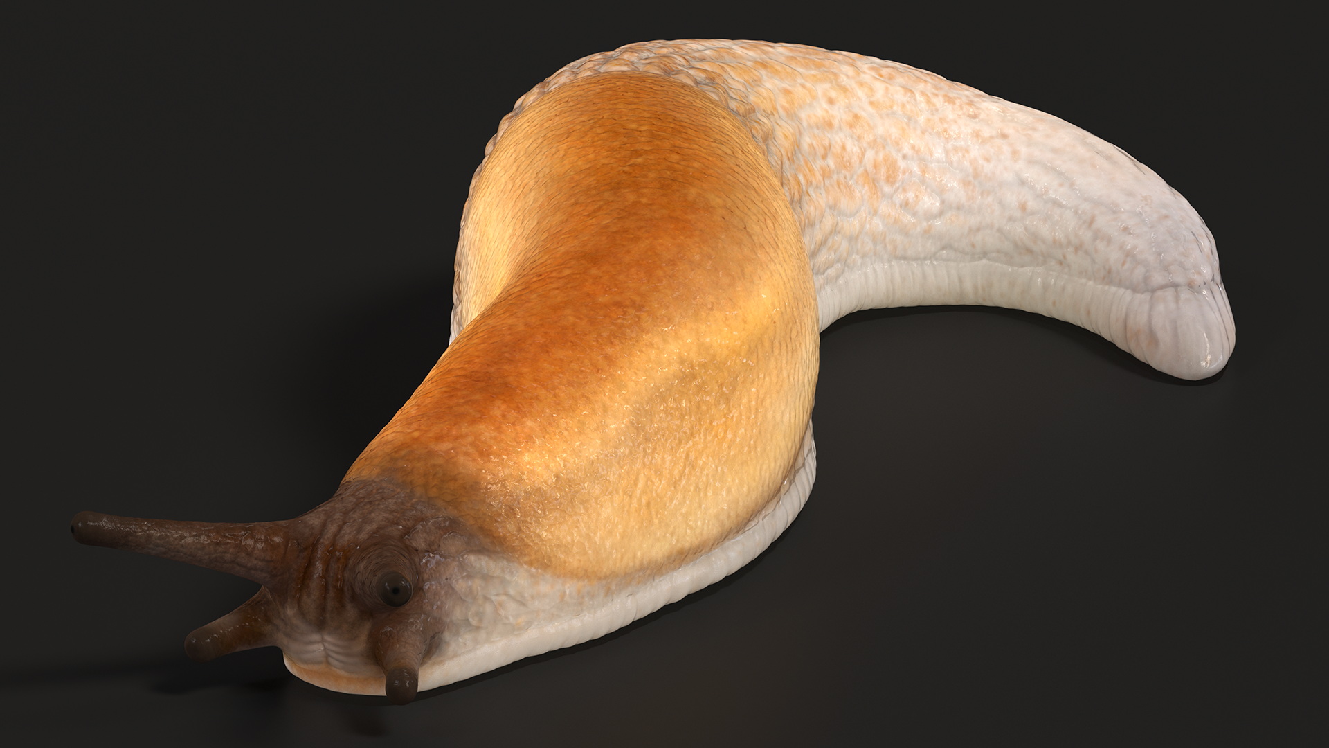 3D Slug Arion Lusitanicus Crawling