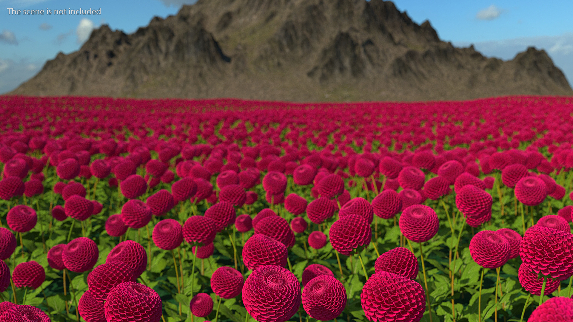 3D model Dahlia Franz Kafka Pompon