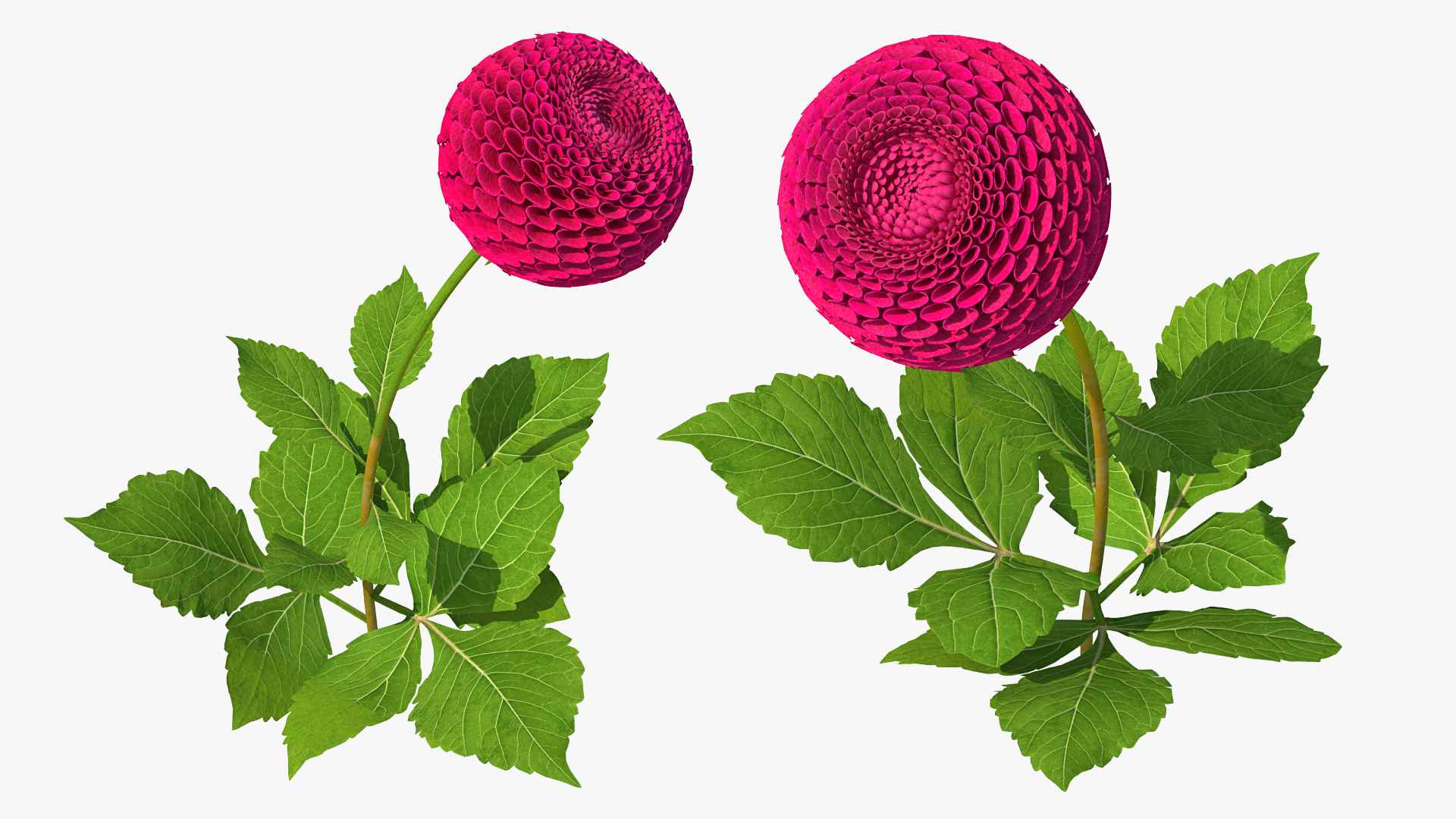 3D model Dahlia Franz Kafka Pompon