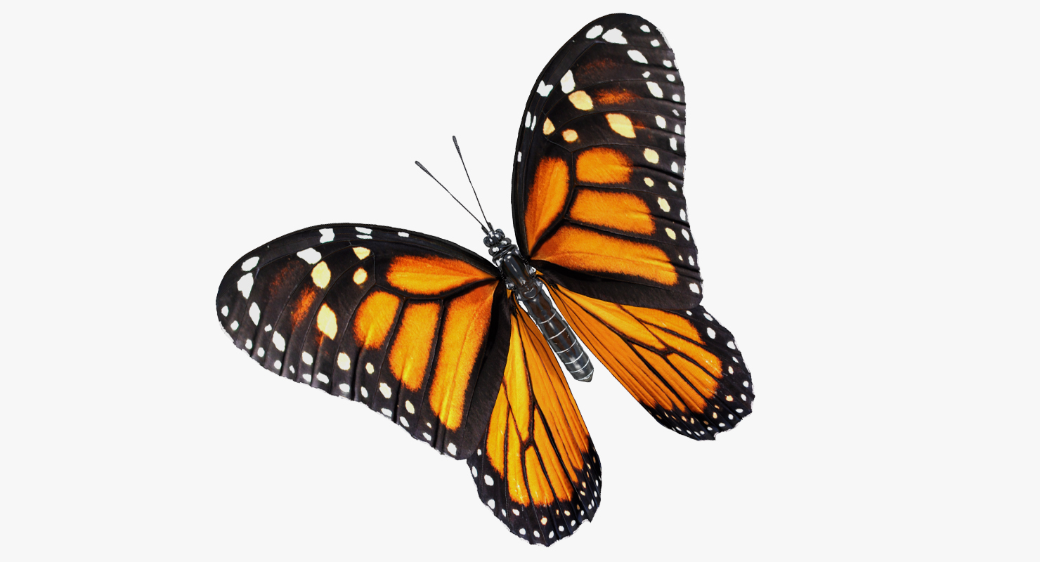 3D model Milkweed Butterfly Flying Pose