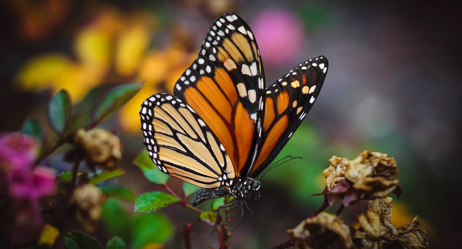 3D model Milkweed Butterfly Flying Pose