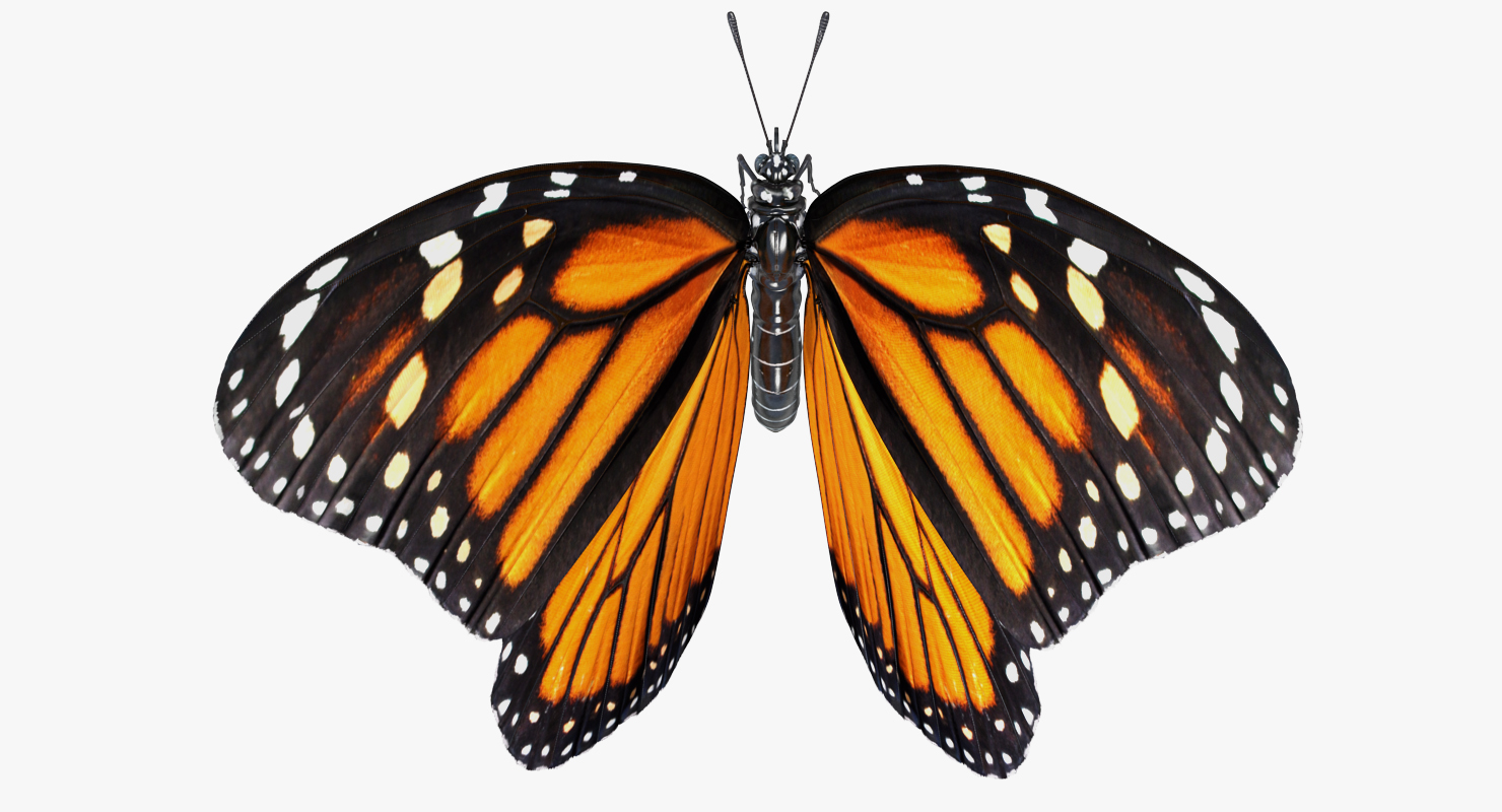 3D model Milkweed Butterfly Flying Pose