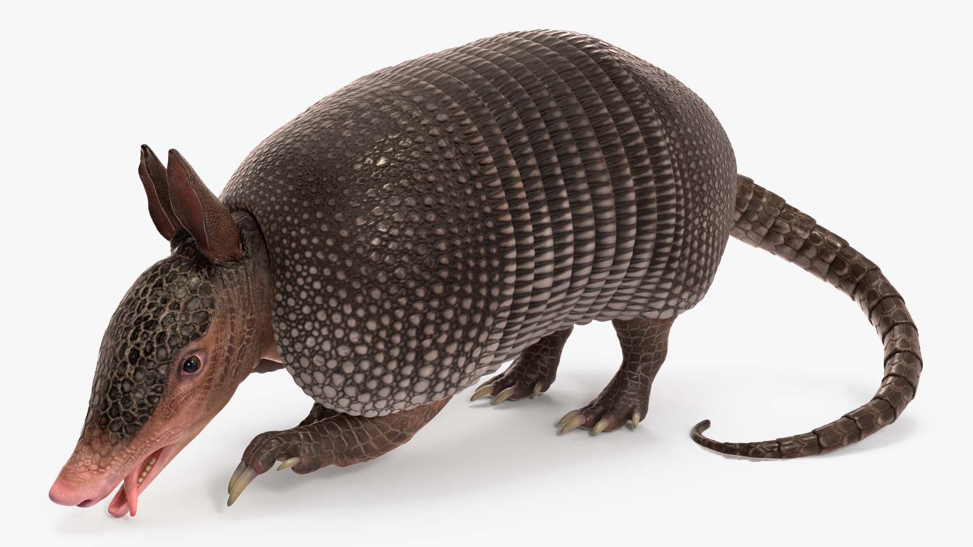 3D Armadillo Black Rigged for Cinema 4D