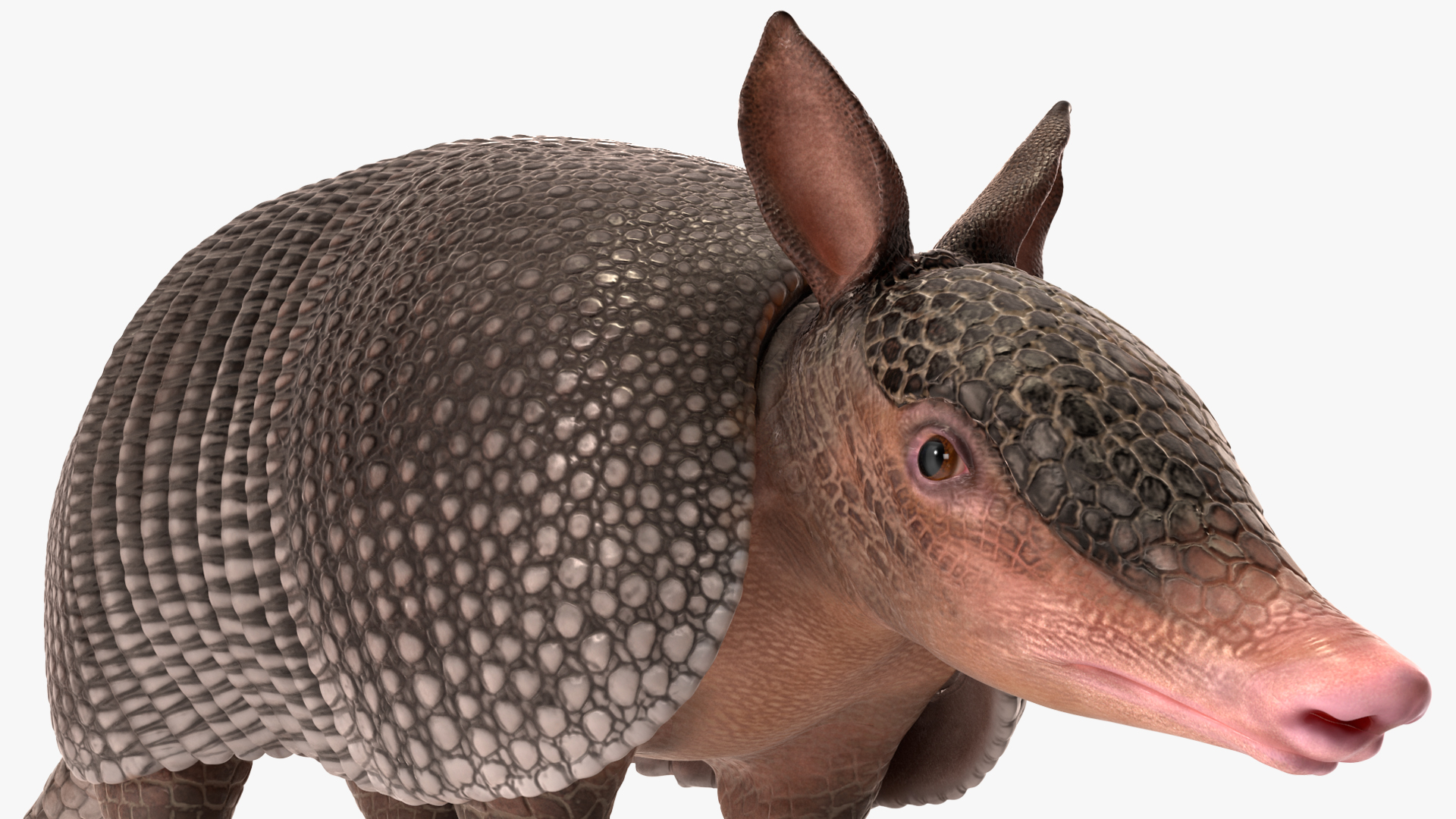 3D Armadillo Black Rigged for Cinema 4D