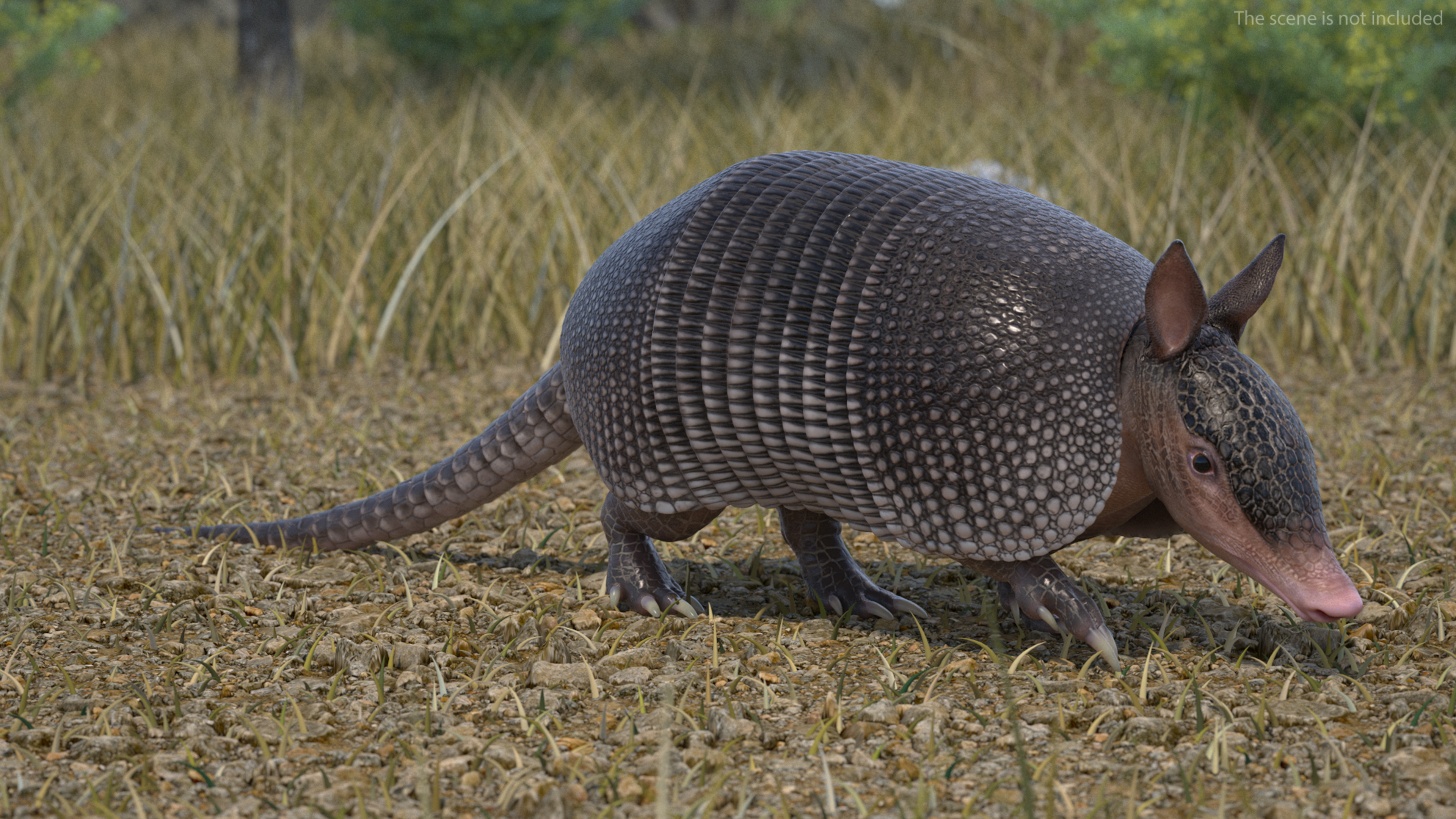 3D Armadillo Black Rigged for Cinema 4D