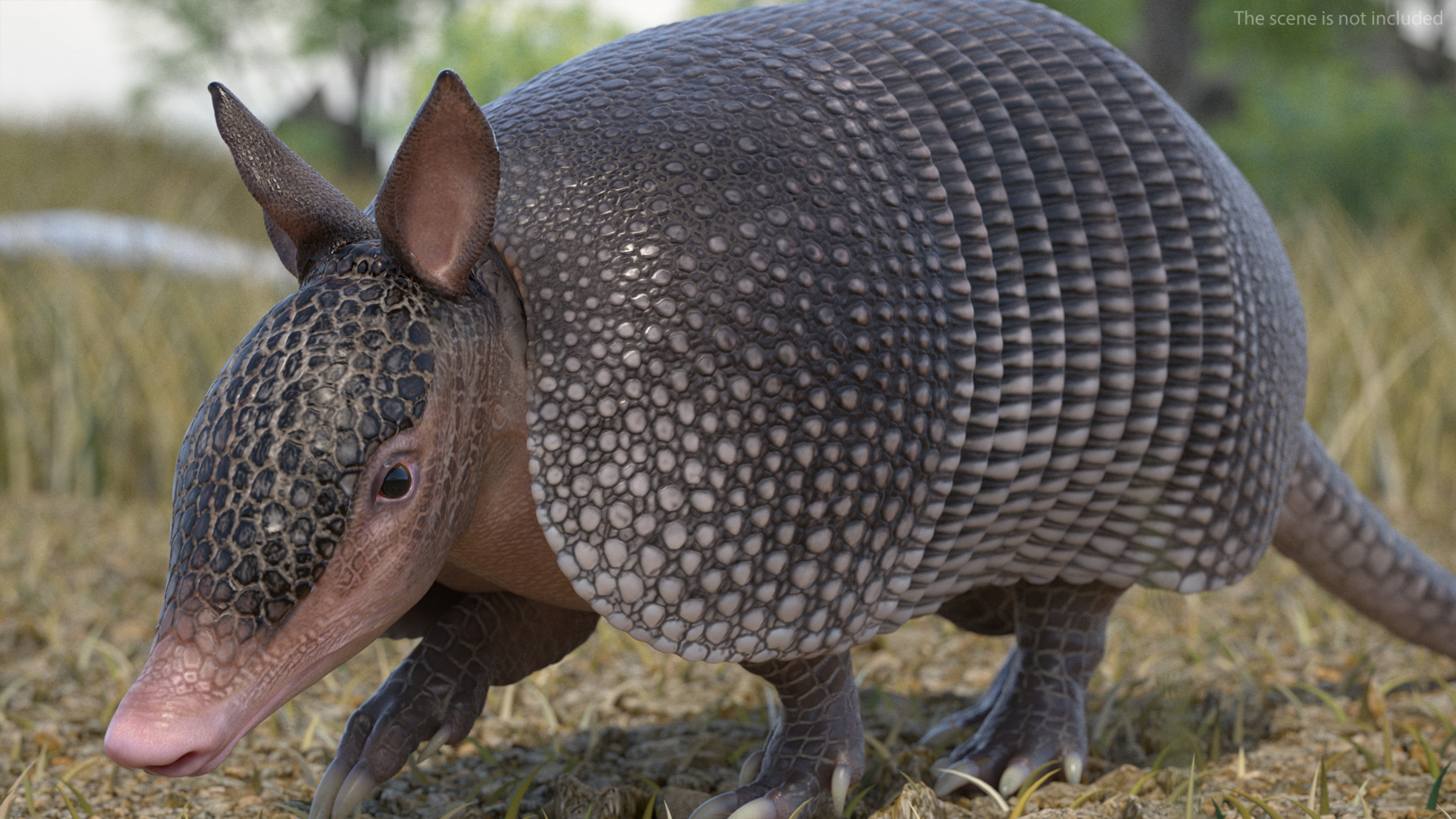 3D Armadillo Black Rigged for Cinema 4D