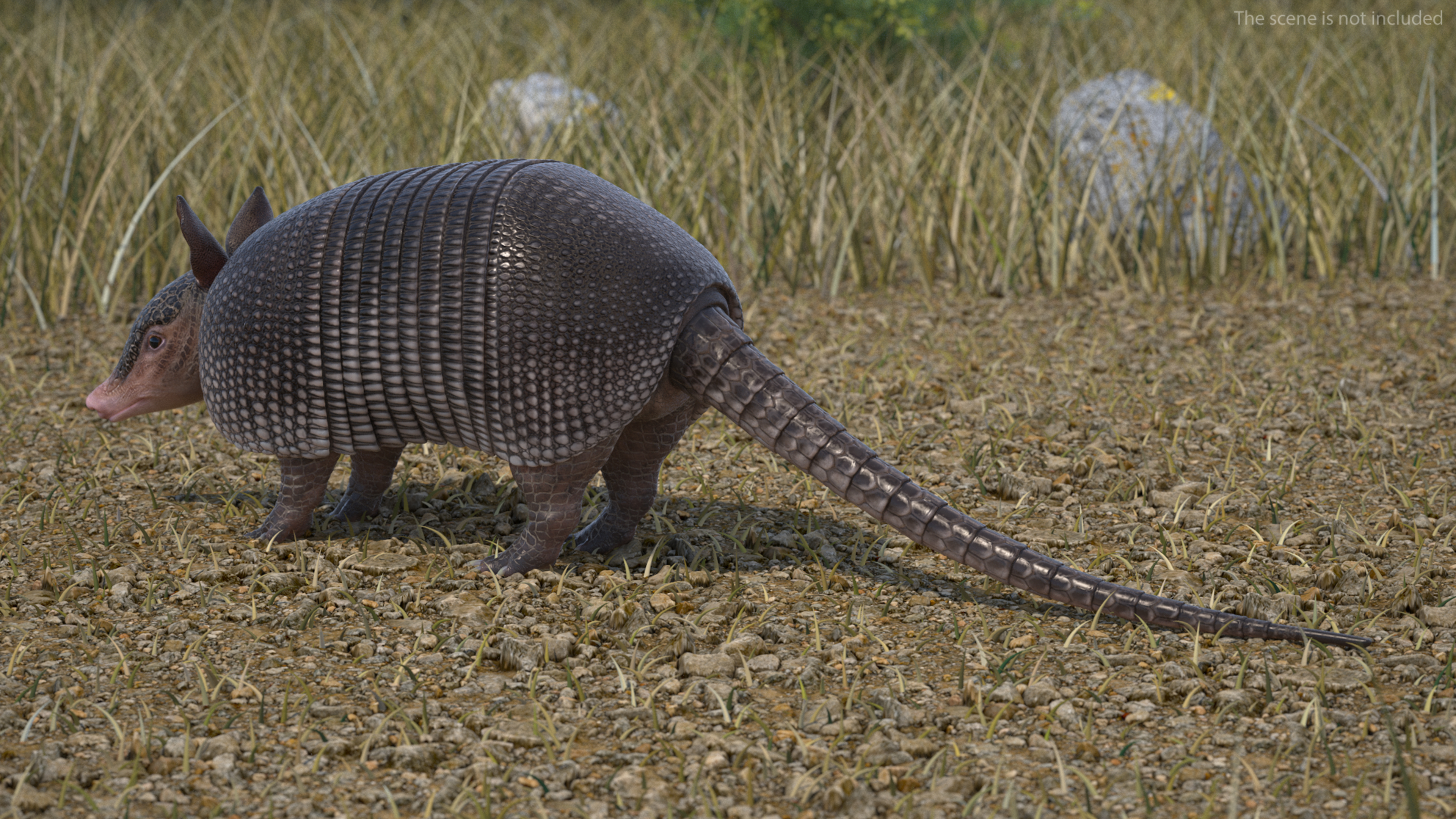 3D Armadillo Black Rigged for Cinema 4D